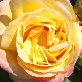 Golden Jubilee Hybrid Tea Rose (Rosa Golden Jubilee) 1